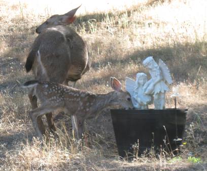 Deer Medicine from Heart of Deer comes Doowans Awareness