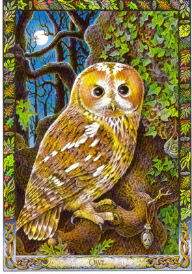 Owl-The Druid Animal Oracle