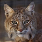 Bobcat Medicine - Solitude, Silence & Secrets - Nature Wise