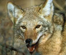 Coyote