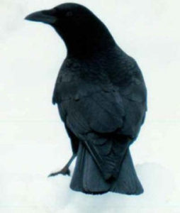 Crow as an Omen of Change and a Messenger of Death - Nature Wise