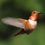 hummingbird heart rate