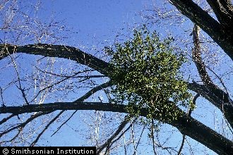 Mistletoe on tree